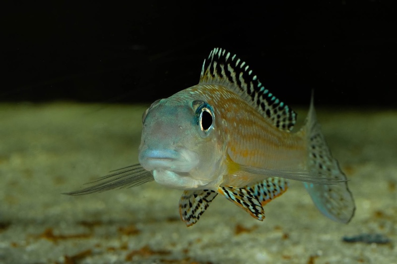 Xenotilapia papilio 'Tembwe Deux'